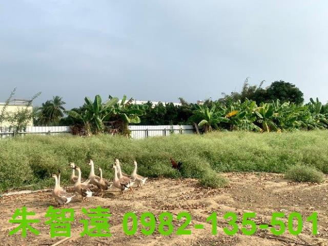 台南善化農作室-8