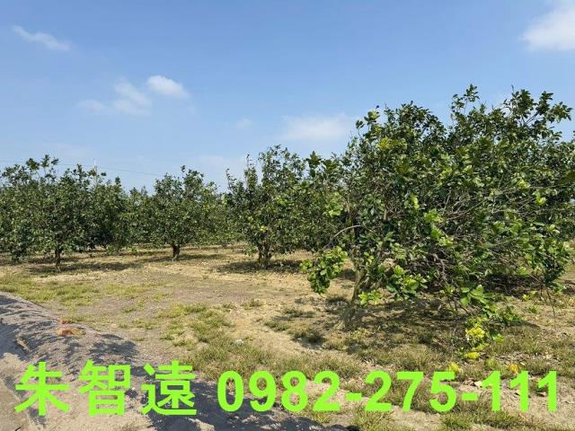 麻豆農地-3