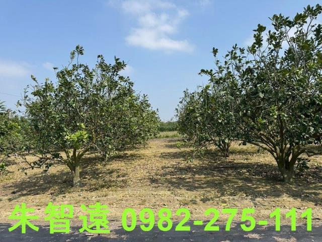 麻豆農地-4