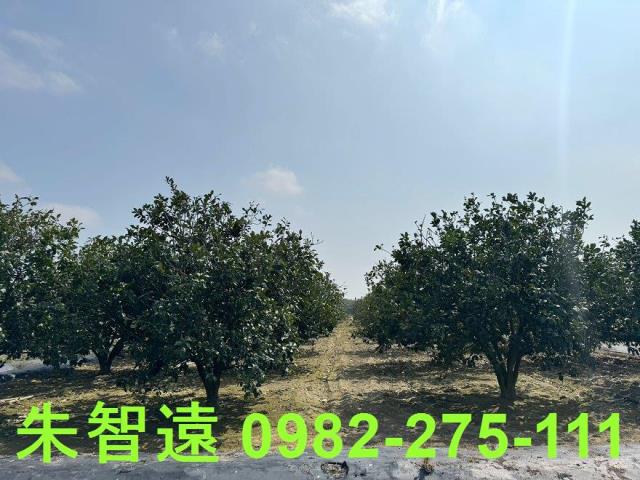麻豆農地-5