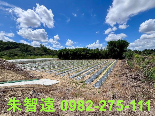 玉井農地-9