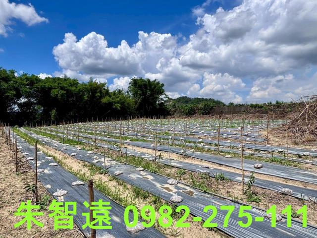 玉井農地-12