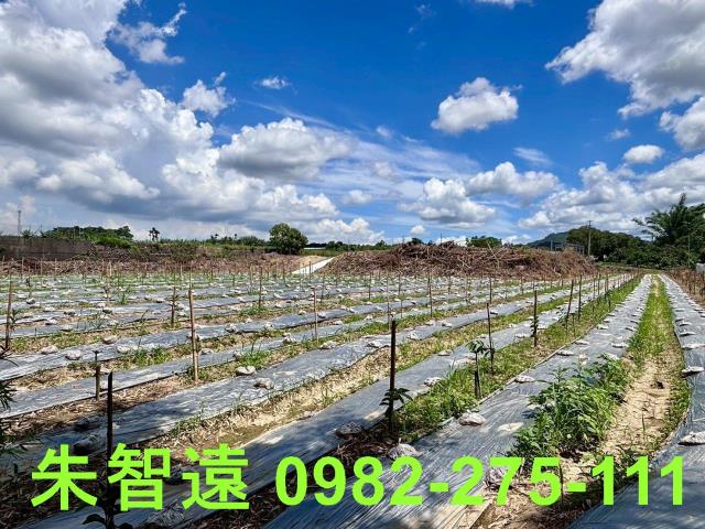 玉井農地-14