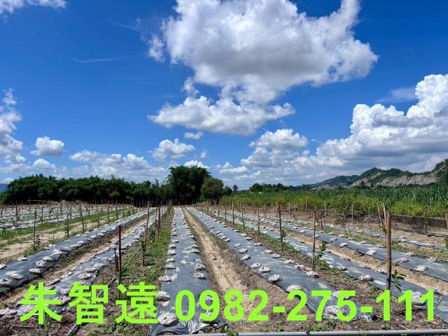 玉井農地-6