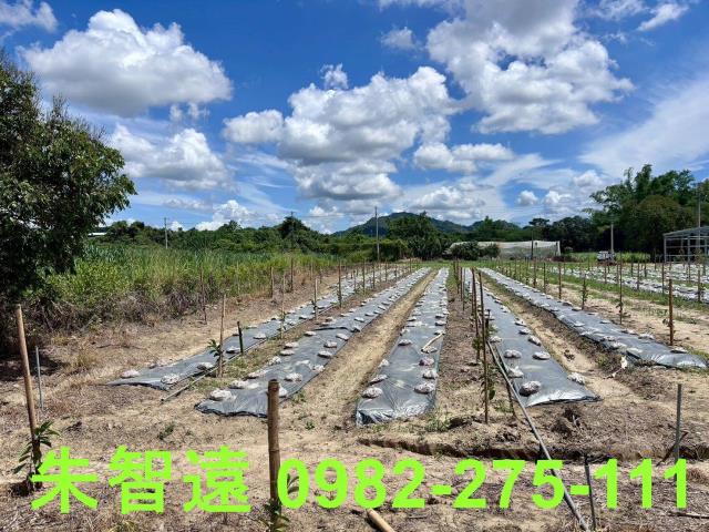 玉井農地-8